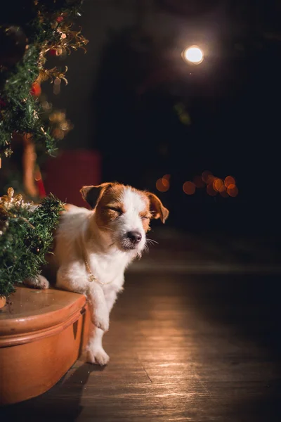 Jack Russell kutya a karácsony — Stock Fotó