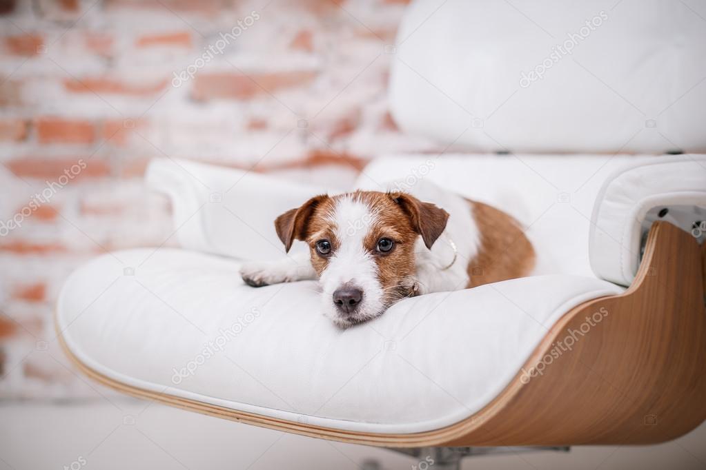 Jack Russell dog