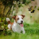 stock-photo-portrait-of-a-dog-jack