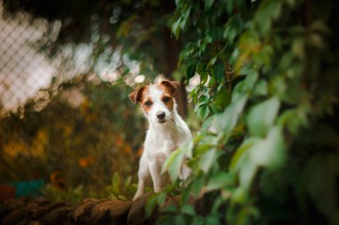 Bir köpek portresi. Jack Russell Terrier
