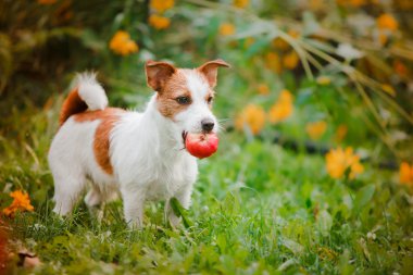 Bir köpek portresi. Jack Russell Terrier