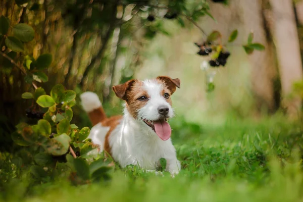 Bir köpek portresi. Jack Russell Terrier — Stok fotoğraf