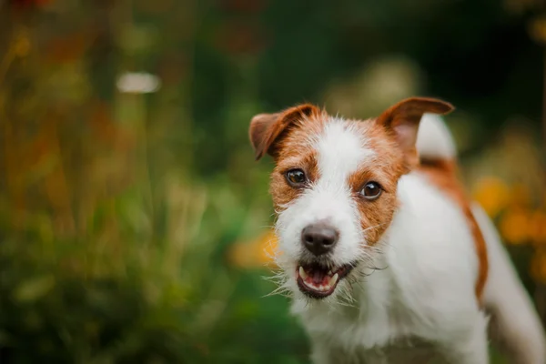 Bir köpek portresi. Jack Russell Terrier