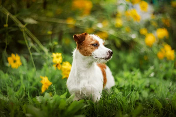 Retrato de um cão. Jack Russell Terrier — Fotografia de Stock