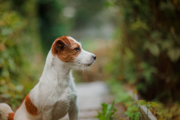 Porträt eines Hundes. Jack Russell Terrier — Stockfoto