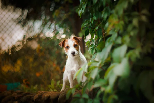 Retrato de un perro. Jack Russell Terrier — Foto de Stock