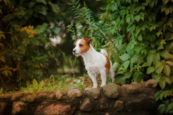 一只狗的肖像。杰克罗素梗犬 — 图库照片