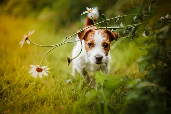 Porträt eines Hundes. Jack Russell Terrier — Stockfoto