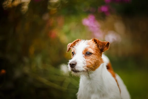 Portrét psa. Jack Russell teriér — Stock fotografie