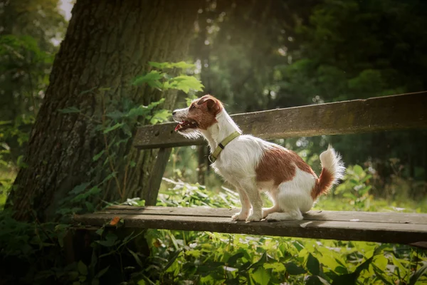 Bir köpek portresi. Jack Russell Terrier — Stok fotoğraf