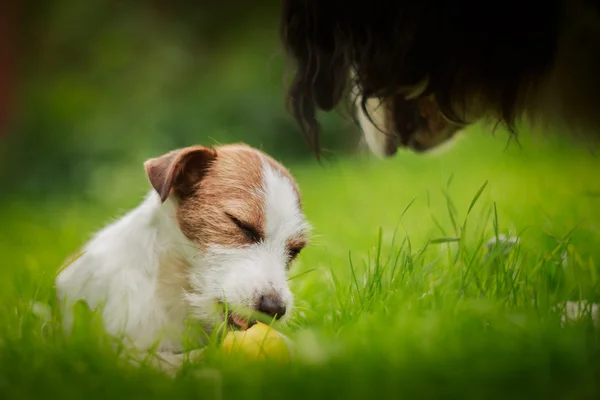 Porträtt av en hund. Jack Russell Terrier — Stockfoto