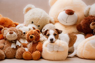 jack Russell köpek 
