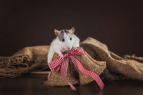 Portret van binnenlandse rat — Stockfoto