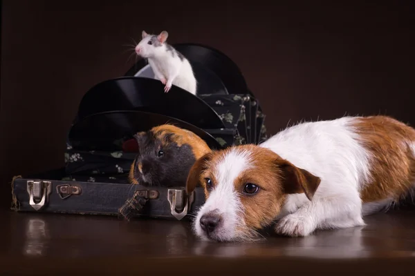 Rats and guinea pigs and dog — Stock Photo, Image