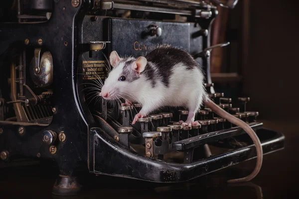 Retrato de rata doméstica —  Fotos de Stock