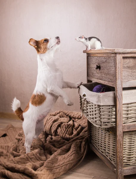 Råttor och hund — Stockfoto