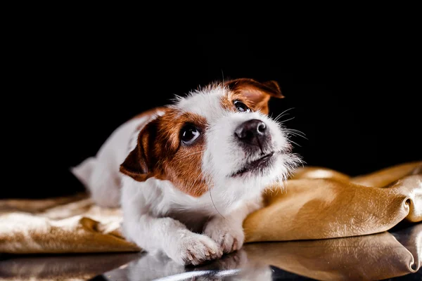 Jack Russel hund — Stockfoto