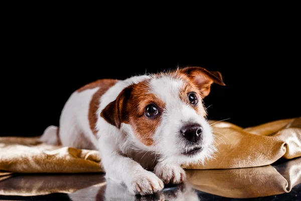 Jack russell hond — Stockfoto