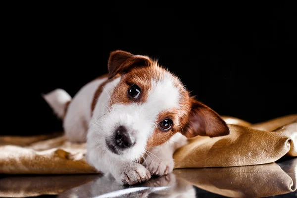 Jack Russell สุนัข — ภาพถ่ายสต็อก