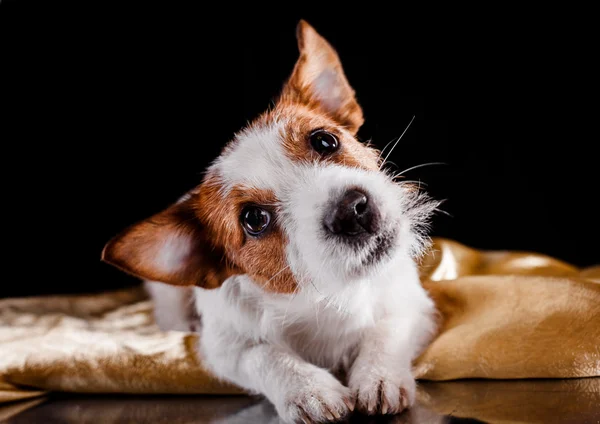 Jack Russell สุนัข — ภาพถ่ายสต็อก