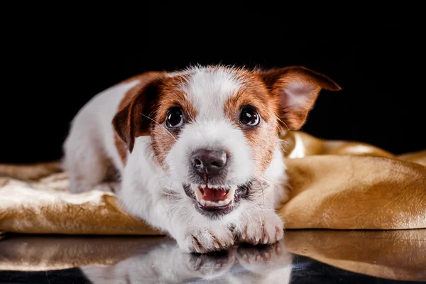 Jack Russell perro —  Fotos de Stock