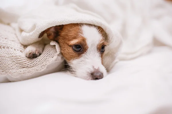 Jack Russell köpek — Stok fotoğraf