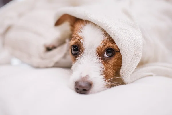 Jack Russell perro — Foto de Stock