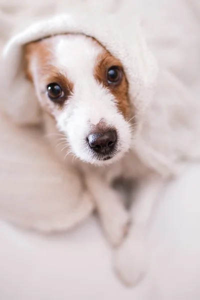 Jack Russell Hund — Stockfoto