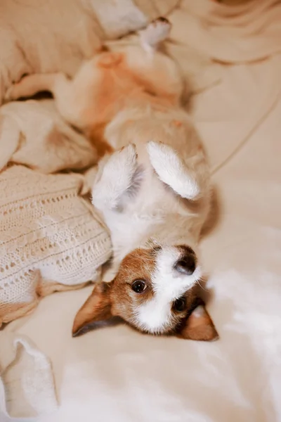 ジャック ラッセルの犬 — ストック写真