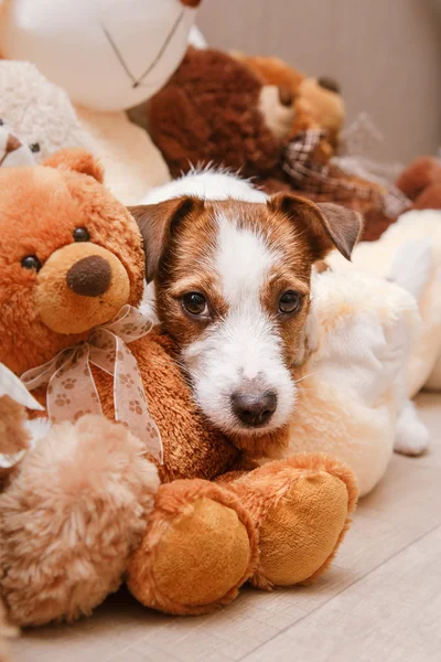 Jack Russell köpek — Stok fotoğraf