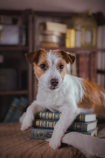 Jack Russel hund — Stockfoto