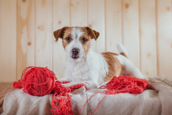 Jack russell hond — Stockfoto