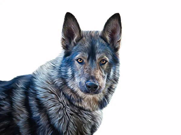 Čerpání smíšené plemeno psa Wolf — Stock fotografie