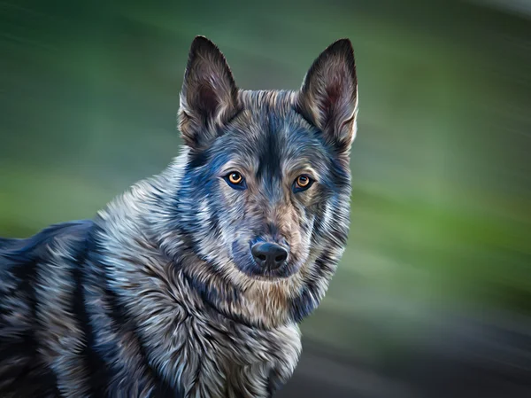 Tekening gemengd ras hond Wolf — Stockfoto