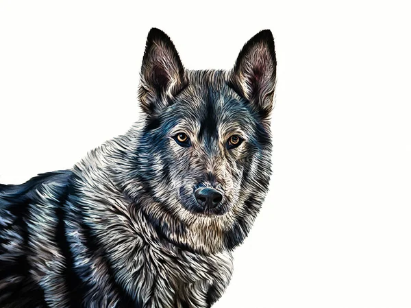 Drawing  mixed breed Dog Wolf — Stock Photo, Image