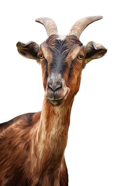Drawing goats, art — Stock Photo, Image