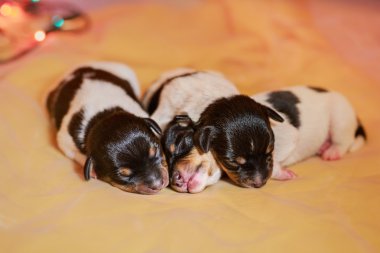 Oyuncak tilki korkunç köpek yavrusu 