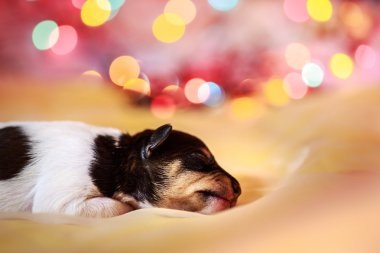 Oyuncak tilki korkunç köpek yavrusu 