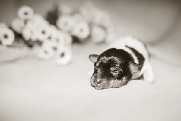 Oyuncak tilki korkunç köpek yavrusu — Stok fotoğraf