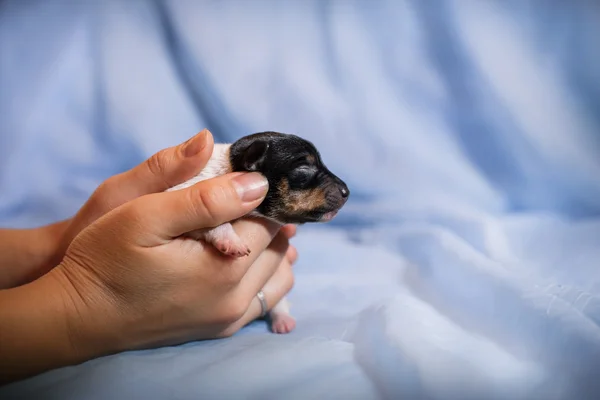 おもちゃのフォックス テリア子犬 — ストック写真