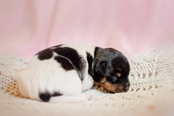 Jouet renard terrier chiot — Photo