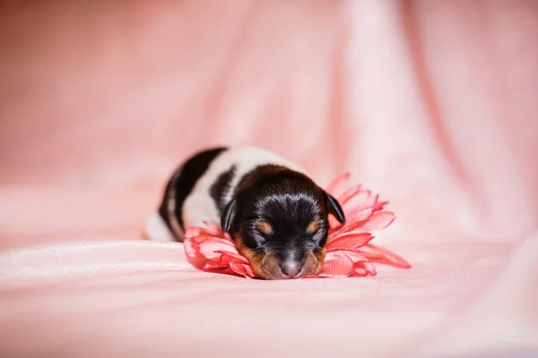 Oyuncak tilki korkunç köpek yavrusu — Stok fotoğraf