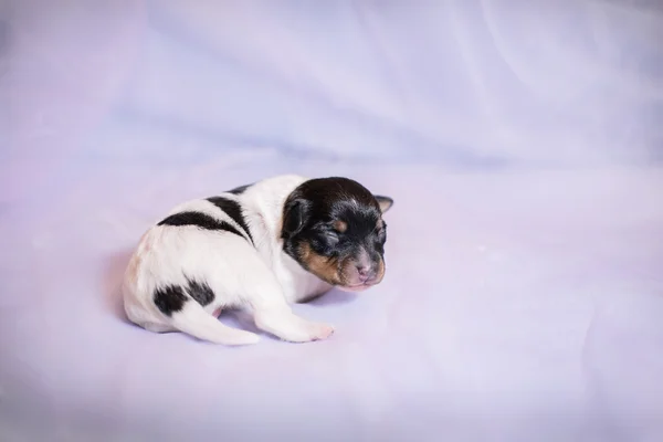 Jouet renard terrier chiot — Photo