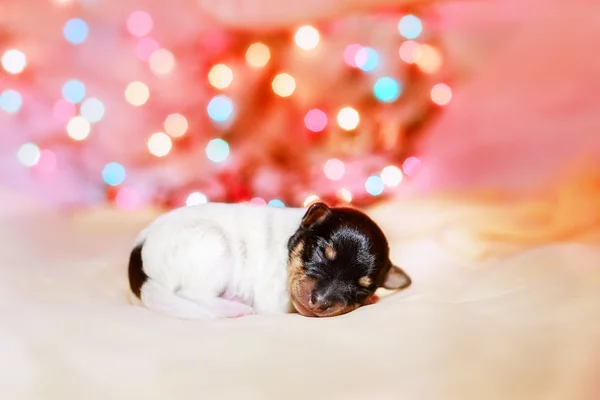 Juguete zorro terrier cachorro —  Fotos de Stock