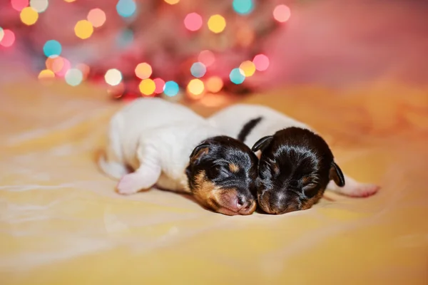 Toy fox terrier puppy — Stock Photo, Image