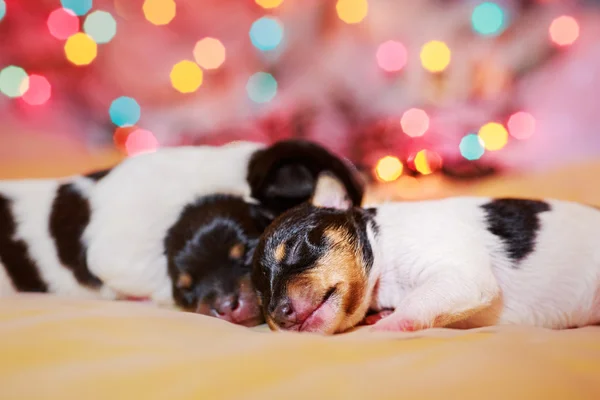 Spielzeug Fox Terrier Welpen — Stockfoto