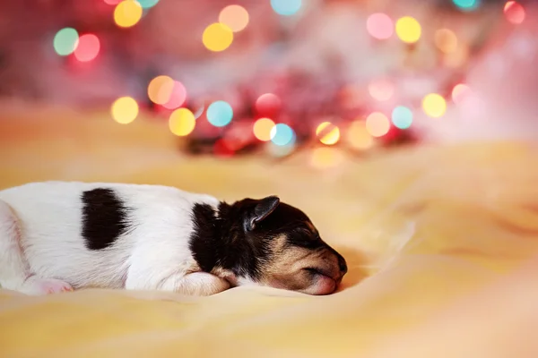 おもちゃのフォックス テリア子犬 — ストック写真