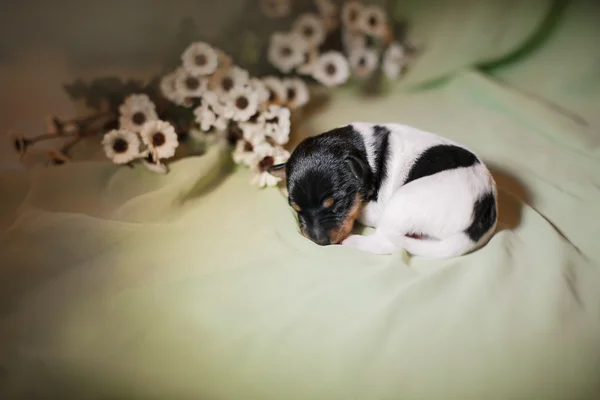 Toy fox Terriër puppy — Stockfoto