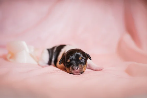 Jouet renard terrier chiot — Photo