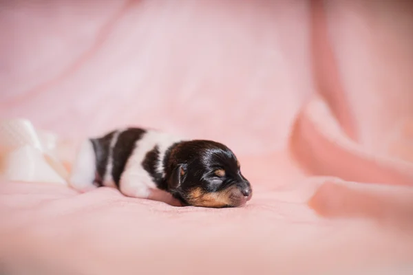 Jouet renard terrier chiot — Photo